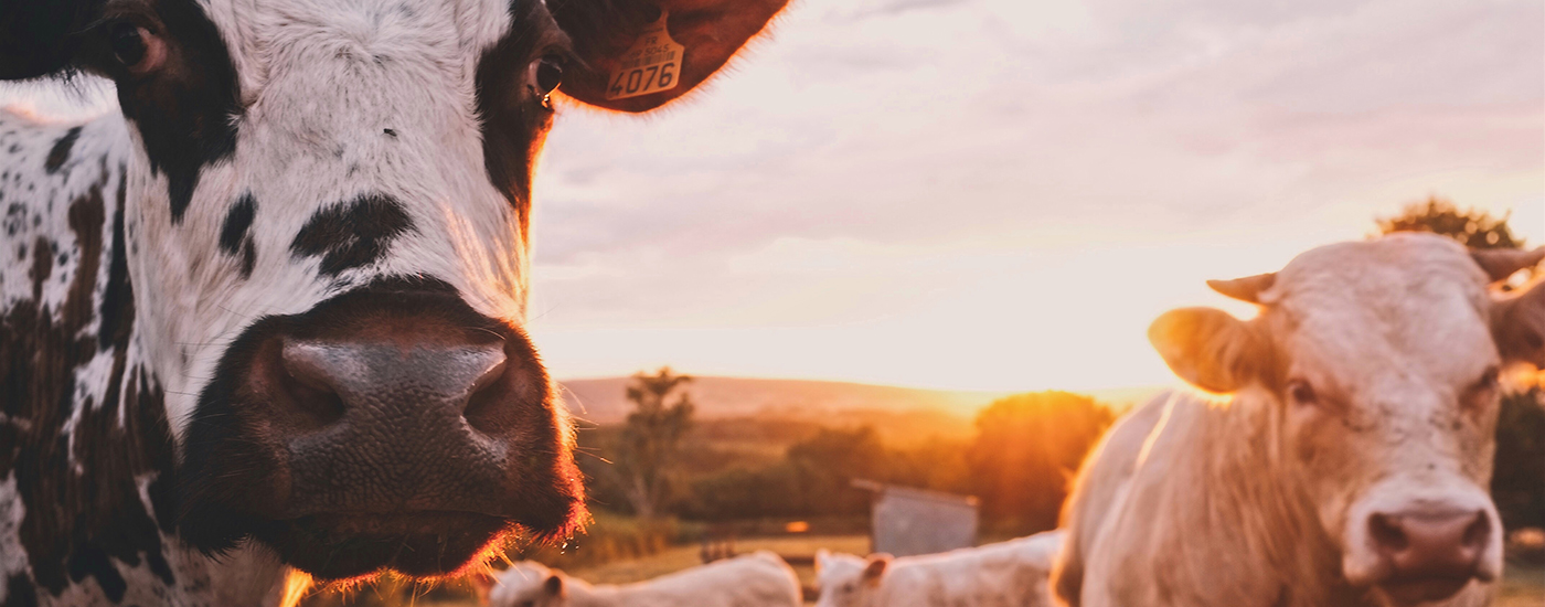 Rinder auf der Wiese